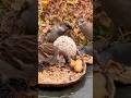 Hungry Sparrows Eating in a Bird Buffet | Relaxing Nature Sounds 4K
