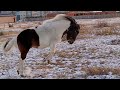 Пони Марципан /Pony Marcipan