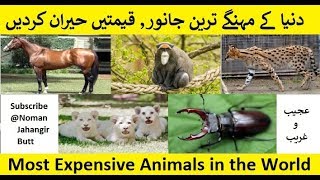 Most Expensive Animals in the World | Ajeeb O Ghareeb | 2018 | Animals