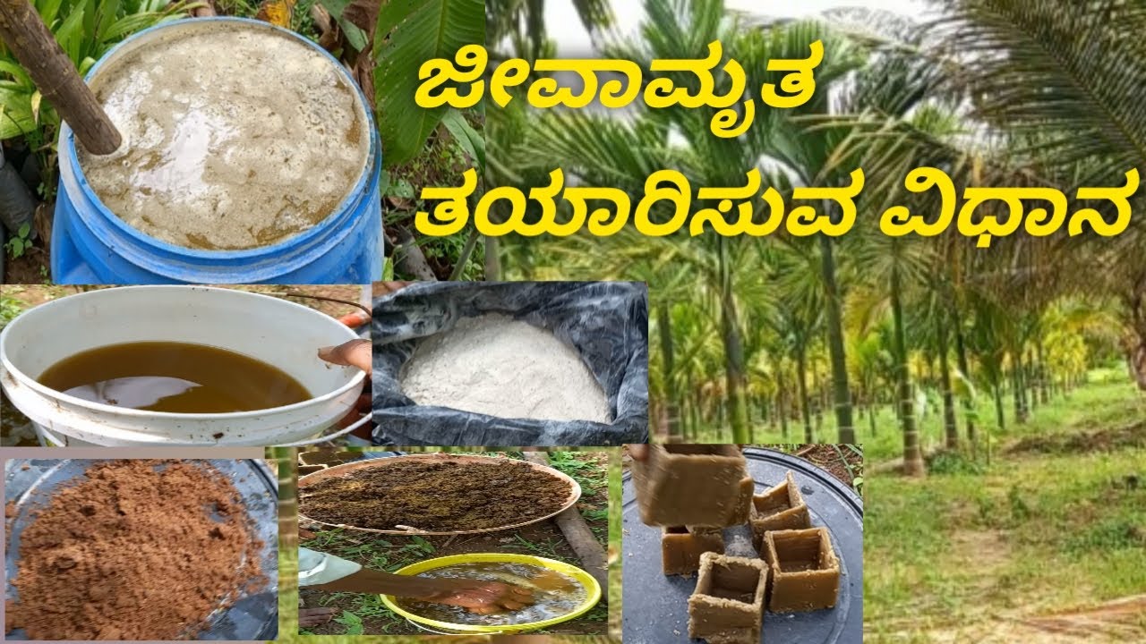 ನೈಸರ್ಗಿಕ ಕೃಷಿಗೆ  ಜೀವಾಮೃತ ತಯಾರಿಸುವ ವಿಧಾನ