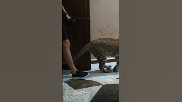 tutorial leopard leap #leopard #tutorial #filter #moneylove