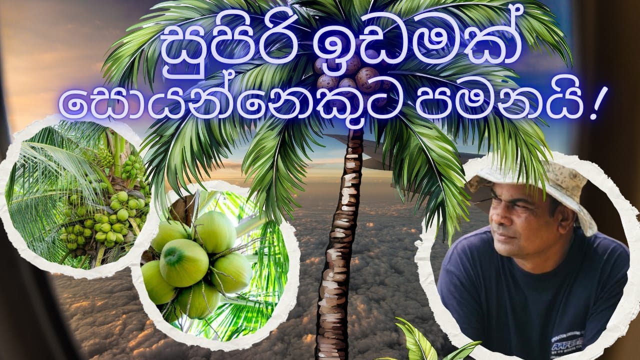 For someone looking for coconut land / පොල් ඉඩමක් සොයන්නෙක් සදහා