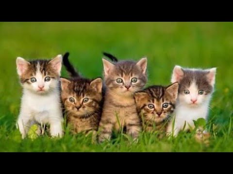 Kitten Cuties: 🐈 Daily Dose of Cuteness 🥰