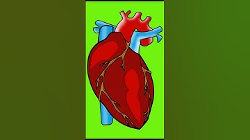 FREE ASMR: Real Heart Animation with Heartbeat Sound Effect Green Screen #shorts