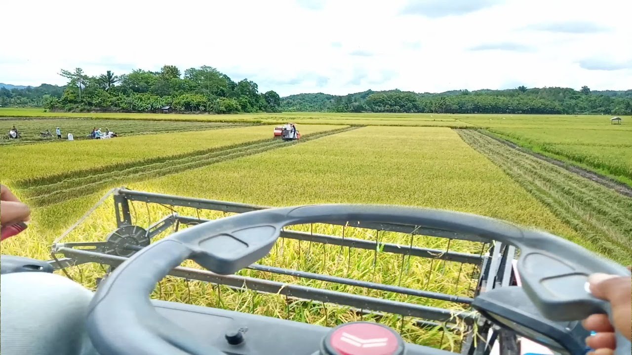 MENGENDARAI DOSER PADI YANMAR YH 850 SAAT PANEN PADI DI POLEANG UTARA, BOMBANA, SUL-TRA || Vlog Umar