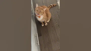 Cabinet Chats With Kona The Cat Cat 