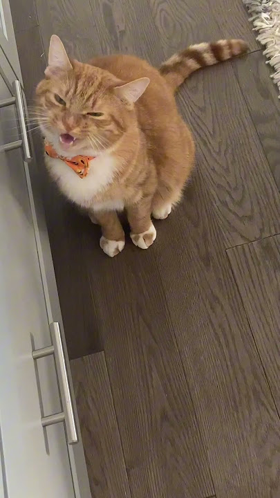 Cabinet chats with Kona the cat 😻 #cat.
