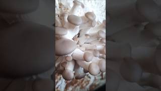 Warunki Uprawy Boczniaka Ostrygowatego Wilgotność Jak Uprawiać Boczniaki