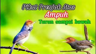 Suara pikat burung prenjak atas dijamin ampuh