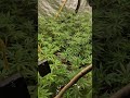 Home Grow Update Blütetag 9😇💚#grow #cannabisdaily #cannabiscommunity420 #420 #710