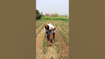 Weeding, Soil Mulching by Spading in Onion #shorts