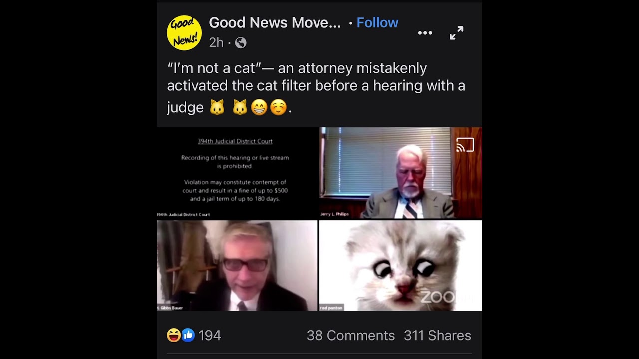 I M Not A Cat Youtube