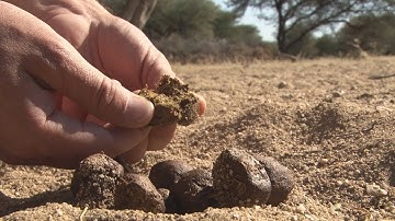 How to track African game