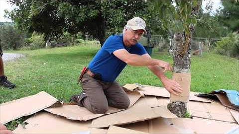 Permaculture Orchard TIP - Simple Codling Moth trap