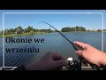 Wędkarstwo spiningowe | OKONIE we wrześniu | Crazy Fish Perfect Jig CFPJ 76 UL SS