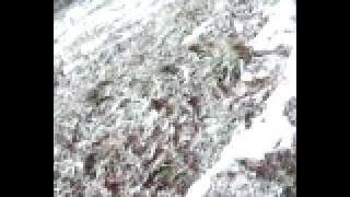 Download lagu ã¯ã³ã³ã¨å±±ç»ãâª