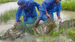 পিরিপিরি বৃষ্টিতে চায়না জাল ও বাঁশের চাই দিয়ে বিলে সুন্দর দৃশ্য মাছ ধরা।। Fishing video in rainy day