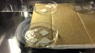 PDMS surface grafting