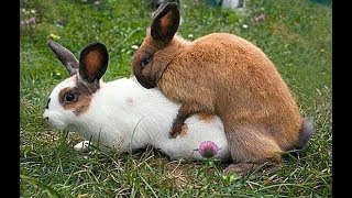 كيفية تزاوج الأرانب 🌹(فيديو توضيحي)