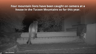 Watch Now: Trail cameras catch mountain lions at Tucson home.