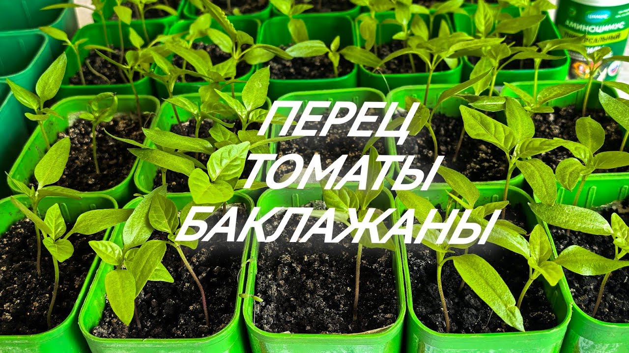 Посев томатов и баклажанов. Пикировка перца.