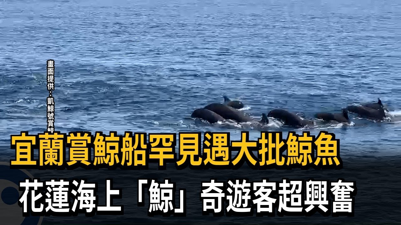 宜蘭賞鯨船罕見遇大批鯨魚　花蓮海上「鯨」奇遊客超興奮－民視新聞