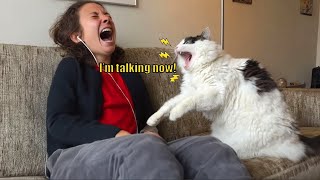 When Your Cat Starts Talking Back… And Won’t Stop! 😼💬🤣