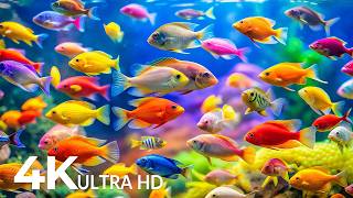 DREAM AQUARIUM 4K - Marine Life, Sea Animals and Coral Reef - Fish Tank Sounds for Deep Sleep #99