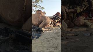 الفقاعة التي خرجت أدت إلى انتشار الفرح والضحك في الجو لفترة قصيرة.!#CamelSurprise #UnexpectedFun