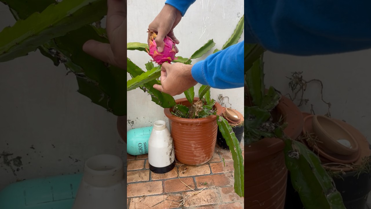 Harvesting Dragon fruit 