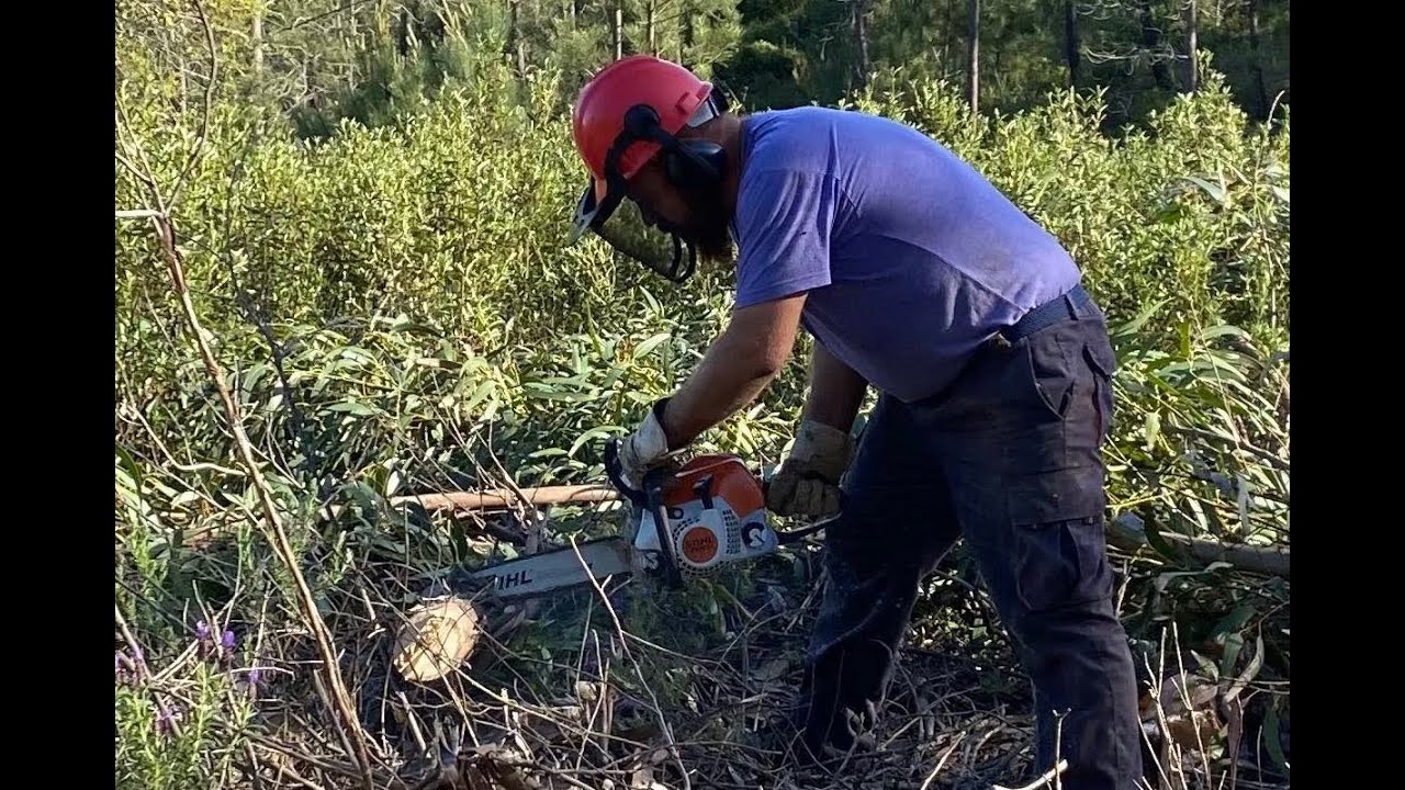 He's a lumberjack, and he's (just about) OK