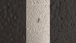 The smallest preying mantis ? cute bug insects baby ptsd entomology preyingmantis bugs