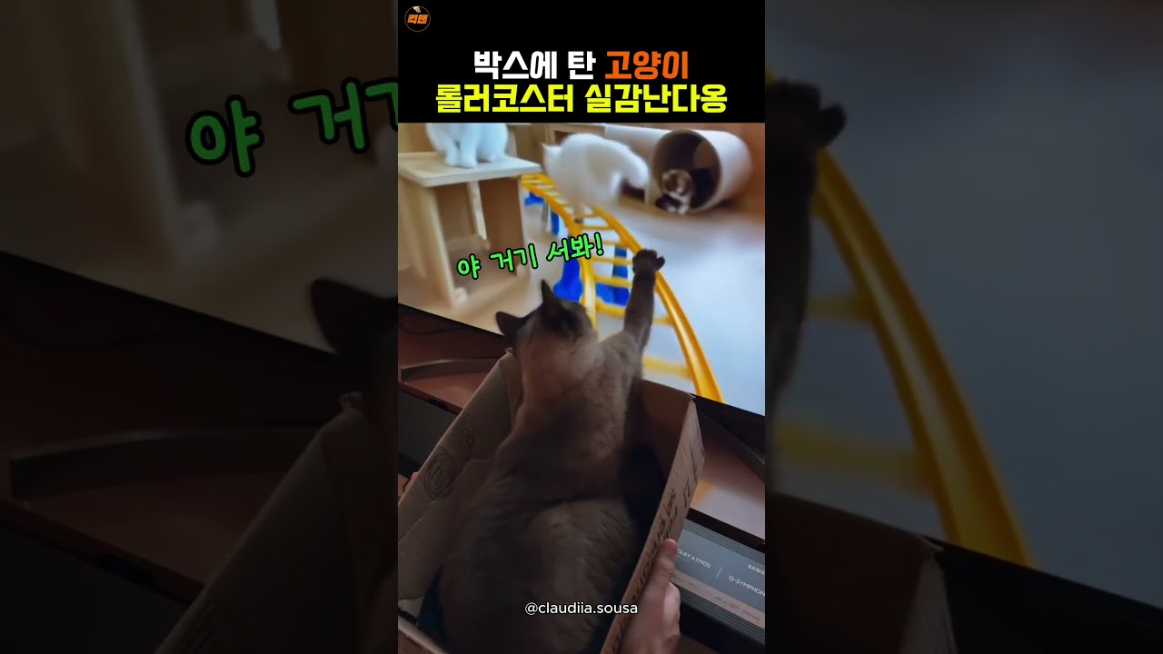 팔에 쥐나지만 고양이만 즐거우면 됐다는 집사