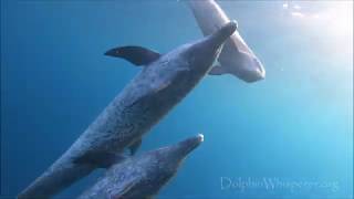 SQUAWKING DOLPHINS! Bring a SMILE to your face! by Joe Noonan 593 views 3 years ago 1 minute, 5 seconds