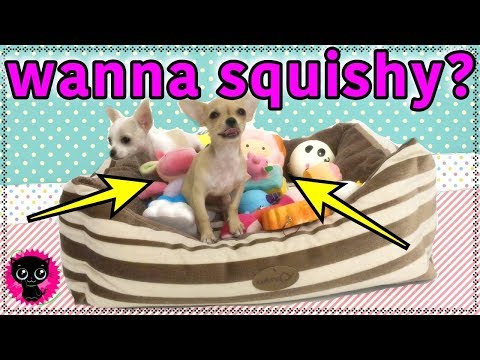 Do you want to win a SQUISHY for your BIRTHDAY?- KIMYOKITTEN