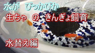 水が、ぴっかぴか、生ちゃの　きんぎょ飼育　水換え編　Changing the water in the Goldfish / Ranchu　aquarium