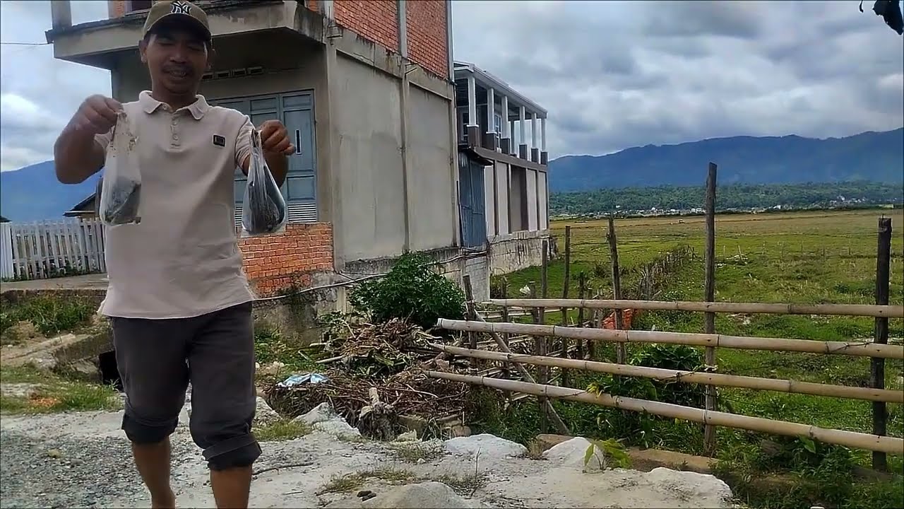 Spot samping penggilingan padi❗Berburu burung tekukur dipersawahan saat musim panen padi 