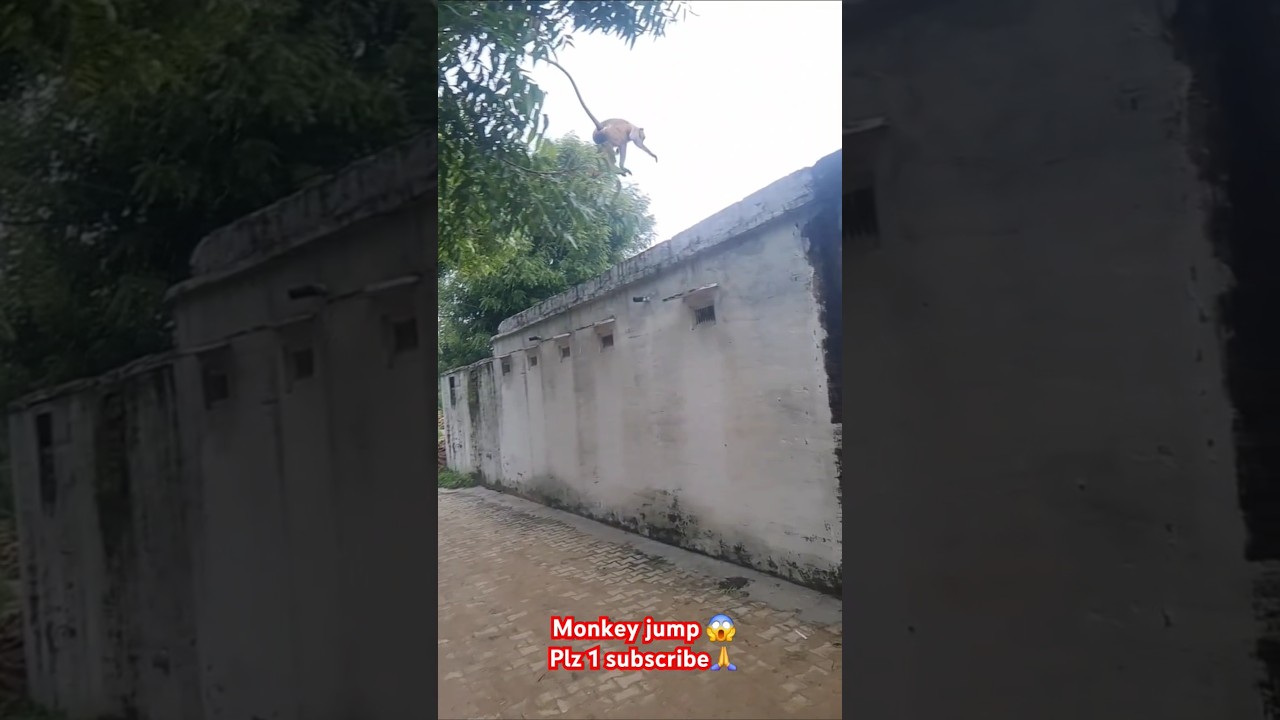 Monkey jump 😍😱❤️ 