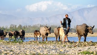 Van Gujjar 😲 Unexpected Life in the Himalayas #indianvillagelife #4kvideo