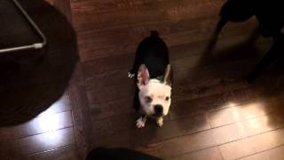 Boston Terrier Laser Pointer