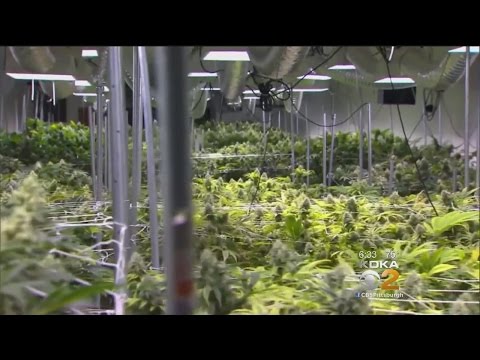 gov.-wolf-warns-ag-sessions-about-interfering-in-pa.'s-medical-cannabis-program