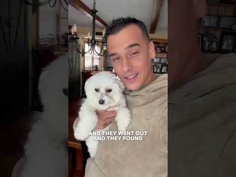 My kids think the dog is reincarnated