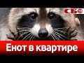 Енот в квартире – за и против | особенности ухода и содержания