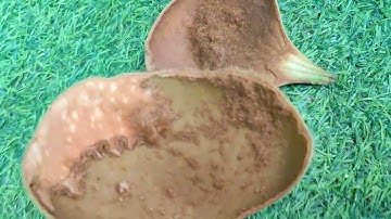 Cách cây ổ rồng đẻ cây con - cây tổ rồng đẻ con bằng cách nào