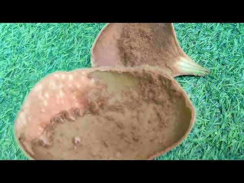 Video Cách cây ổ rồng đẻ cây con - cây tổ rồng đẻ con bằng... - youtube