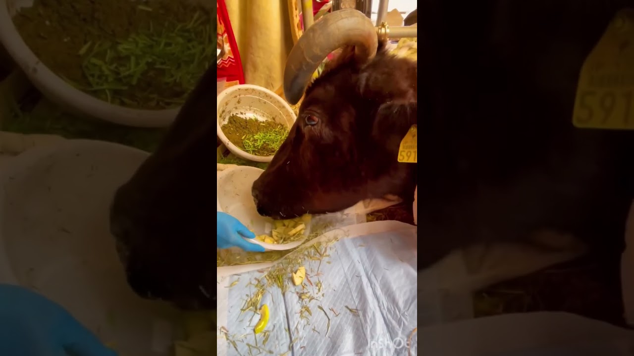 〜動物共栄の里山〜