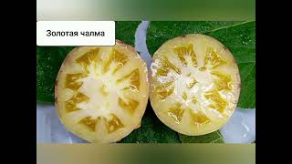 видео: Сорта Софии Сааковой и немного черри в моей коллекции.... Сезон 2025 год...  картинка: Сорта Софии Сааковой и немного черри в моей коллекции.... Сезон 2025 год...