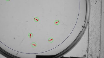 Zebrafish prepulse inhibition  sensorimotor gating