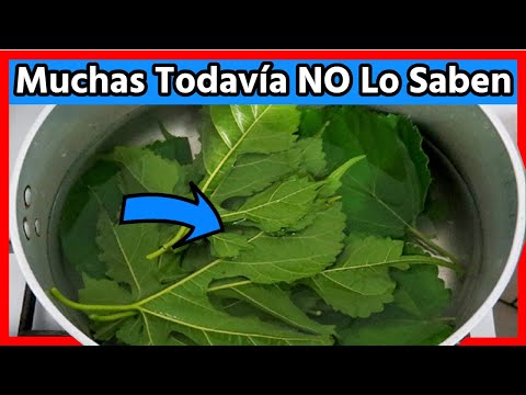hierva-5-hojas-de-mora-por-1-día-y-logrará-prevenir-y-tratar-estas-15-enfermedades-¡cambiará-su-vida