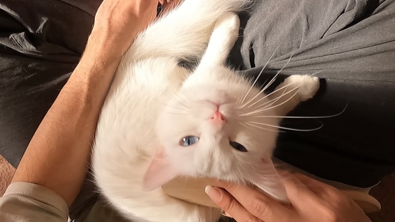 my-deaf-cat-likes-to-be-brushed-youtube